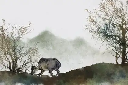 本命年的大忌屬牛穿什麼顏色 避免穿黑色藍色灰色